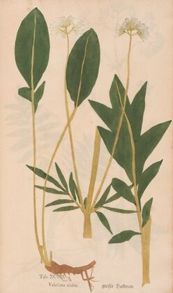 Ectypa vegetabilium Pl.098 (1760-1764)