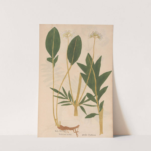 Ectypa vegetabilium Pl.098 (1760-1764) by Christian Gottlieb Ludwig