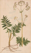 Ectypa vegetabilium Pl.099 (1760-1764)