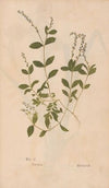 Ectypa vegetabilium Pl.100 (1760-1764)