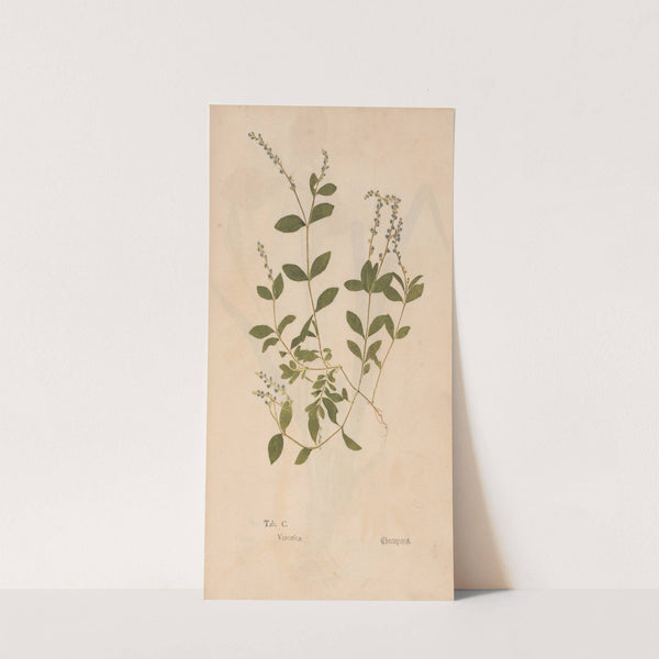 Ectypa vegetabilium Pl.100 (1760-1764) by Christian Gottlieb Ludwig