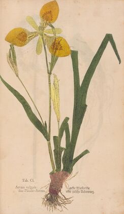 Ectypa vegetabilium Pl.101 (1760-1764)