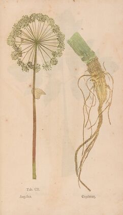 Ectypa vegetabilium Pl.102 (1760-1764)