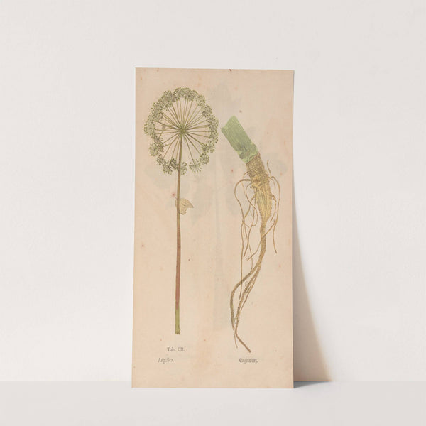 Ectypa vegetabilium Pl.102 (1760-1764) by Christian Gottlieb Ludwig