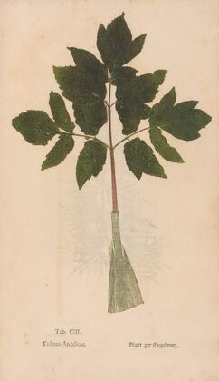 Ectypa vegetabilium Pl.103 (1760-1764)