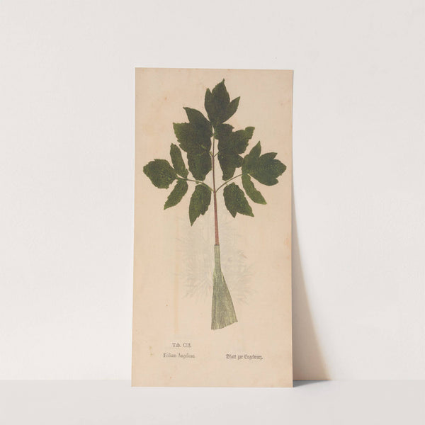 Ectypa vegetabilium Pl.103 (1760-1764) by Christian Gottlieb Ludwig