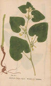 Ectypa vegetabilium Pl.105 (1760-1764)
