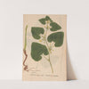 Ectypa vegetabilium Pl.105 (1760-1764) by Christian Gottlieb Ludwig