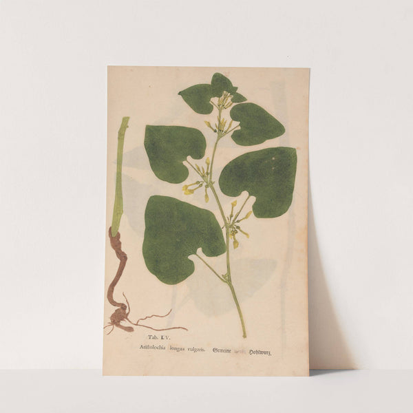 Ectypa vegetabilium Pl.105 (1760-1764) by Christian Gottlieb Ludwig