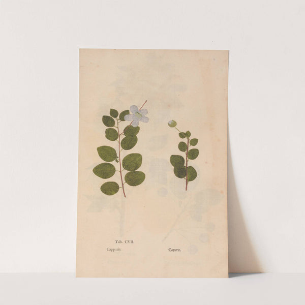 Ectypa vegetabilium Pl.107 (1760-1764) by Christian Gottlieb Ludwig