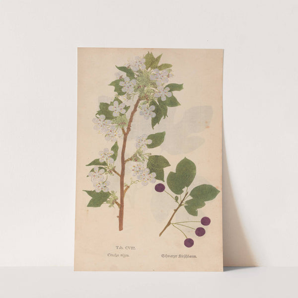 Ectypa vegetabilium Pl.108 (1760-1764) by Christian Gottlieb Ludwig