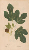 Ectypa vegetabilium Pl.109 (1760-1764)