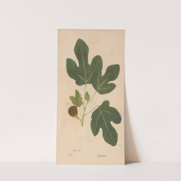 Ectypa vegetabilium Pl.109 (1760-1764) by Christian Gottlieb Ludwig