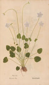 Ectypa vegetabilium Pl.110 (1760-1764)