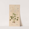 Ectypa vegetabilium Pl.110 (1760-1764) by Christian Gottlieb Ludwig