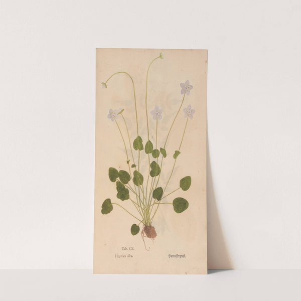 Ectypa vegetabilium Pl.110 (1760-1764) by Christian Gottlieb Ludwig