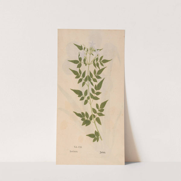 Ectypa vegetabilium Pl.111 (1760-1764) by Christian Gottlieb Ludwig