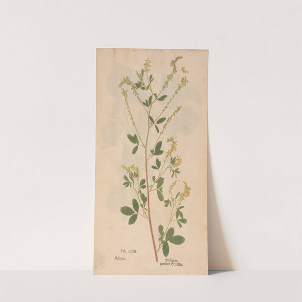 Ectypa vegetabilium Pl.113 (1760-1764) by Christian Gottlieb Ludwig