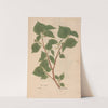 Ectypa vegetabilium Pl.114 (1760-1764) by Christian Gottlieb Ludwig