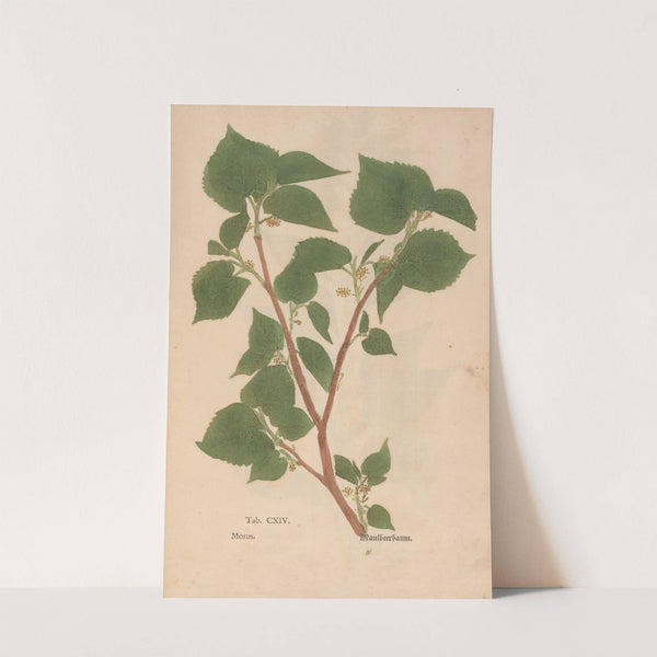 Ectypa vegetabilium Pl.114 (1760-1764) by Christian Gottlieb Ludwig