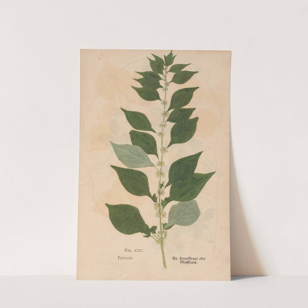 Ectypa vegetabilium Pl.115 (1760-1764) by Christian Gottlieb Ludwig