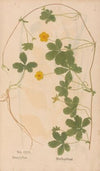 Ectypa vegetabilium Pl.116 (1760-1764)