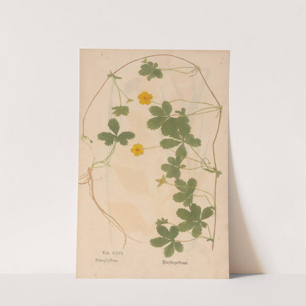 Ectypa vegetabilium Pl.116 (1760-1764) by Christian Gottlieb Ludwig