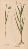 Ectypa vegetabilium Pl.117 (1760-1764)