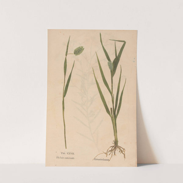 Ectypa vegetabilium Pl.117 (1760-1764) by Christian Gottlieb Ludwig