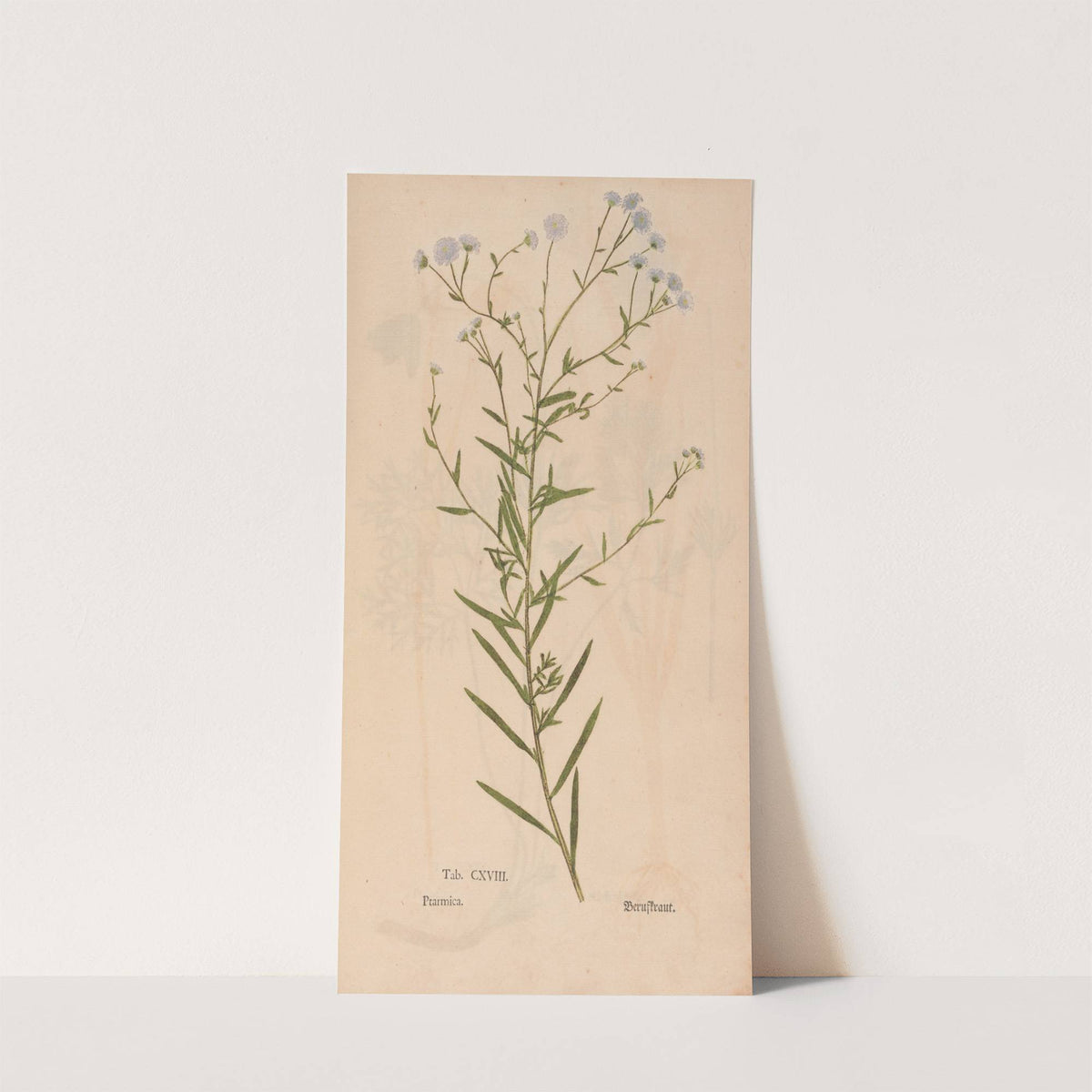 Ectypa vegetabilium Pl.118 (1760-1764) by Christian Gottlieb Ludwig