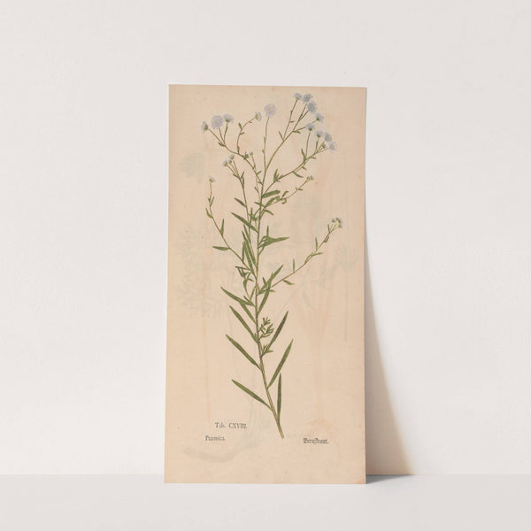 Ectypa vegetabilium Pl.118 (1760-1764) by Christian Gottlieb Ludwig