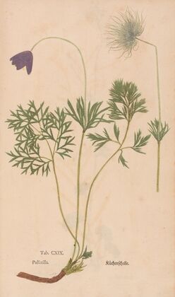 Ectypa vegetabilium Pl.119 (1760-1764)