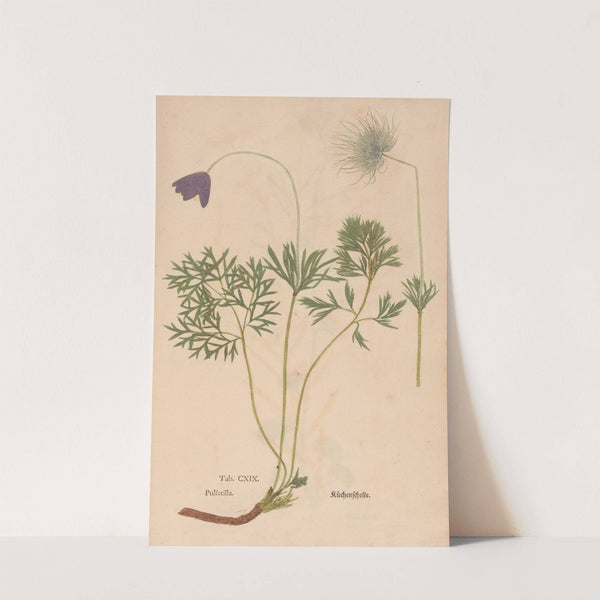 Ectypa vegetabilium Pl.119 (1760-1764) by Christian Gottlieb Ludwig
