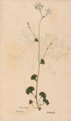 Ectypa vegetabilium Pl.120 (1760-1764)