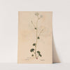 Ectypa vegetabilium Pl.120 (1760-1764) by Christian Gottlieb Ludwig