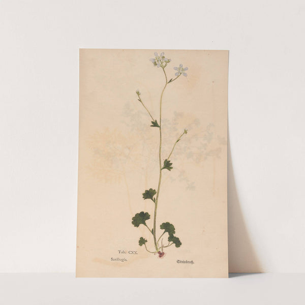 Ectypa vegetabilium Pl.120 (1760-1764) by Christian Gottlieb Ludwig