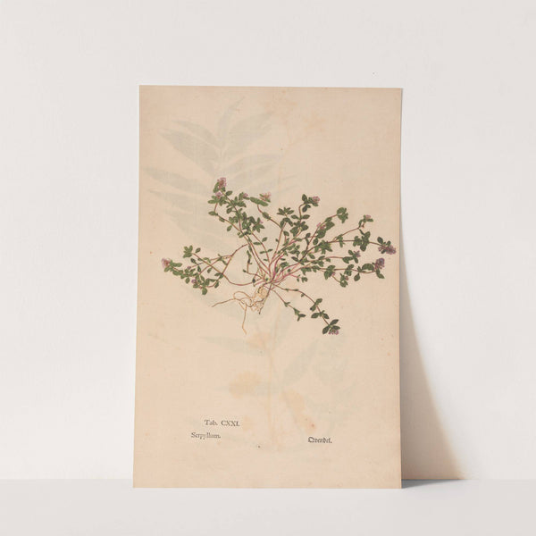 Ectypa vegetabilium Pl.121 (1760-1764) by Christian Gottlieb Ludwig