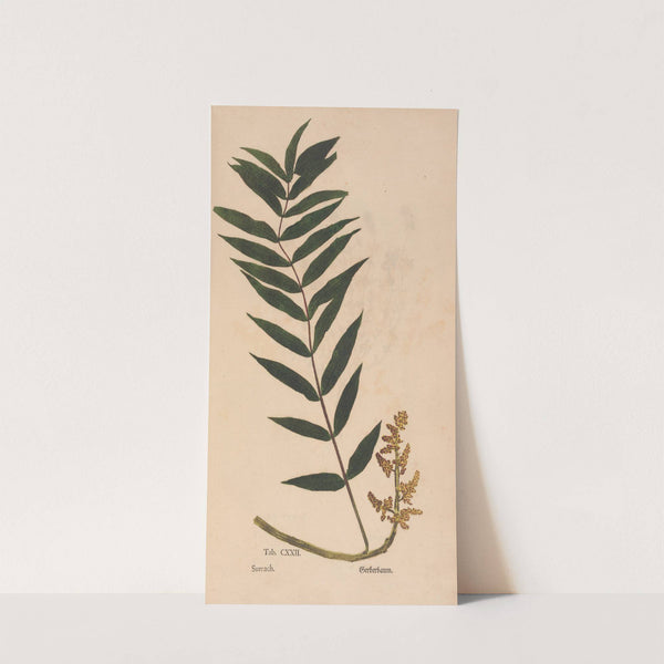 Ectypa vegetabilium Pl.122 (1760-1764) by Christian Gottlieb Ludwig