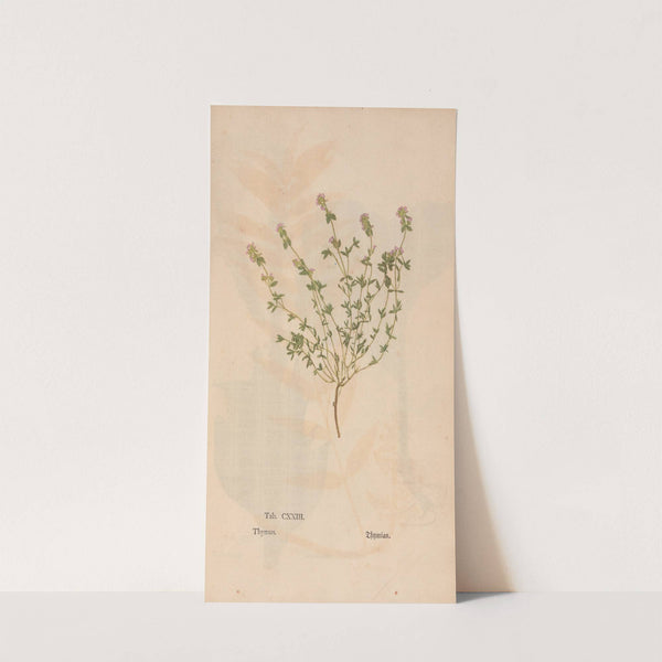 Ectypa vegetabilium Pl.123 (1760-1764) by Christian Gottlieb Ludwig