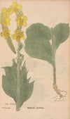 Ectypa vegetabilium Pl.124 (1760-1764)