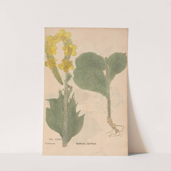 Ectypa vegetabilium Pl.124 (1760-1764) by Christian Gottlieb Ludwig