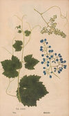 Ectypa vegetabilium Pl.125 (1760-1764)