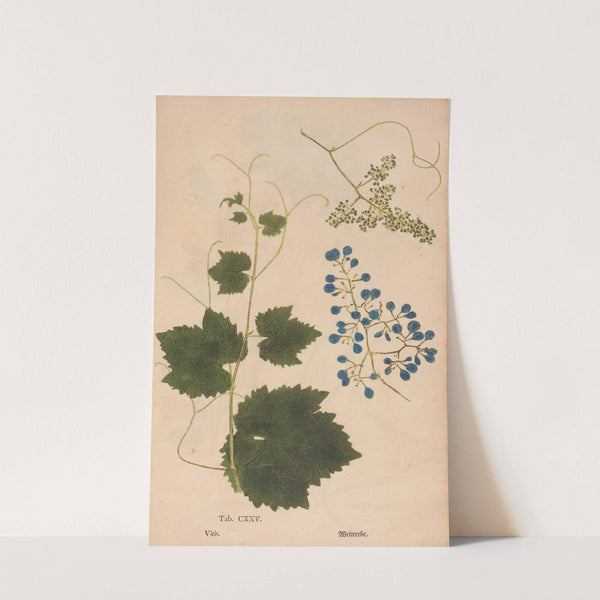 Ectypa vegetabilium Pl.125 (1760-1764) by Christian Gottlieb Ludwig