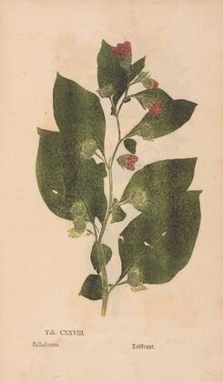 Ectypa vegetabilium Pl.128 (1760-1764)