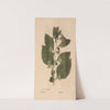 Ectypa vegetabilium Pl.128 (1760-1764) by Christian Gottlieb Ludwig