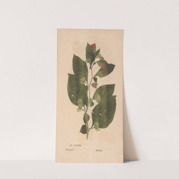 Ectypa vegetabilium Pl.128 (1760-1764) by Christian Gottlieb Ludwig
