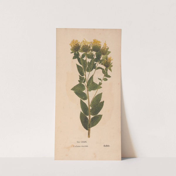 Ectypa vegetabilium Pl.129 (1760-1764) by Christian Gottlieb Ludwig