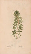 Ectypa vegetabilium Pl.130 (1760-1764)