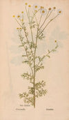 Ectypa vegetabilium Pl.131 (1760-1764)