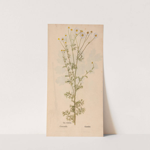 Ectypa vegetabilium Pl.131 (1760-1764) by Christian Gottlieb Ludwig